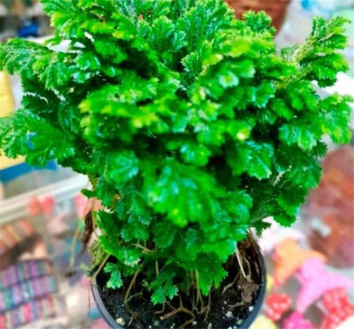Селагінелла (плаунок): як доглядати в домашніх умовах, посадка, вирощування, пересадка, розмноження, фото