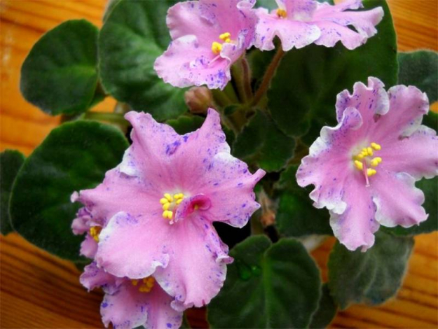 Сенполія (Узамбарська фіалка) – опис по догляду в домашніх умовах, фото квітки, види, як поливати, підживлення