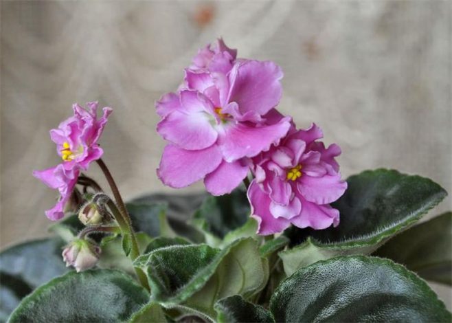Сенполія (Узамбарська фіалка) – опис по догляду в домашніх умовах, фото квітки, види, як поливати, підживлення