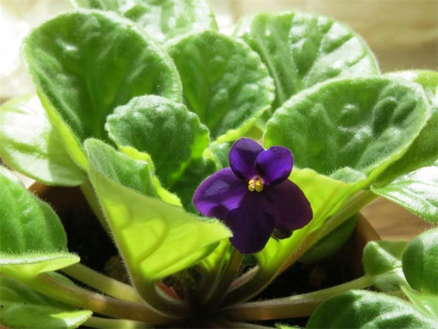 Сенполія (Узамбарська фіалка) – опис по догляду в домашніх умовах, фото квітки, види, як поливати, підживлення