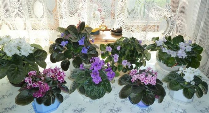 Сенполія (Узамбарська фіалка) – опис по догляду в домашніх умовах, фото квітки, види, як поливати, підживлення