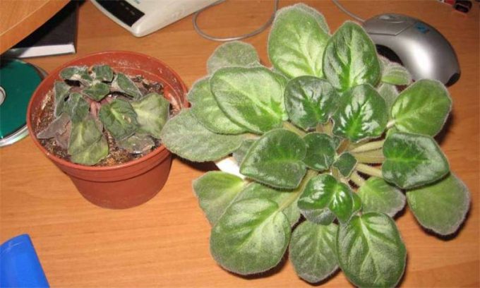 Сенполія (Узамбарська фіалка) – опис по догляду в домашніх умовах, фото квітки, види, як поливати, підживлення
