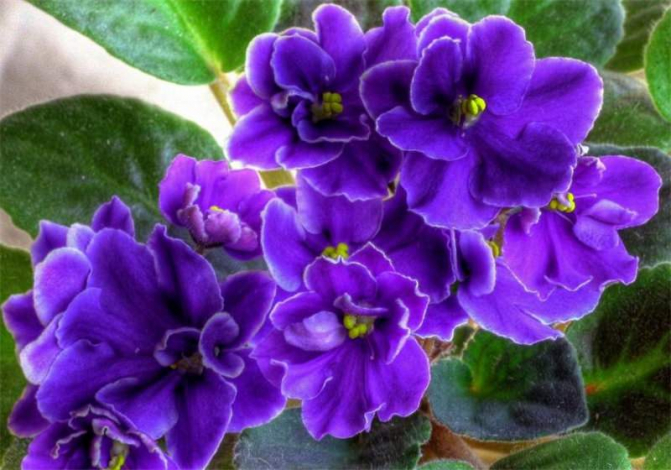 Сенполія (Узамбарська фіалка) – опис по догляду в домашніх умовах, фото квітки, види, як поливати, підживлення