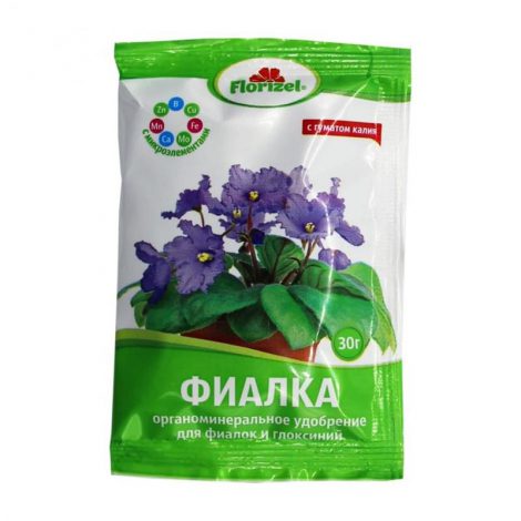 Сенполія (Узамбарська фіалка) – опис по догляду в домашніх умовах, фото квітки, види, як поливати, підживлення