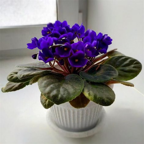 Сенполія (Узамбарська фіалка) – опис по догляду в домашніх умовах, фото квітки, види, як поливати, підживлення