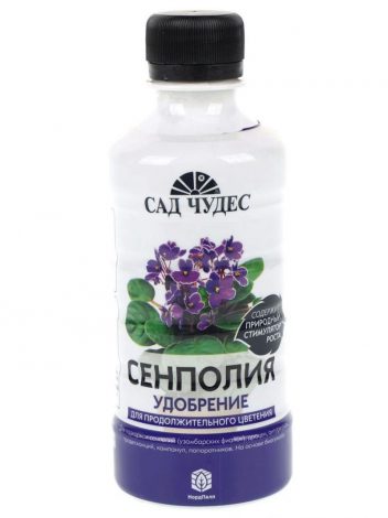 Сенполія (Узамбарська фіалка) – опис по догляду в домашніх умовах, фото квітки, види, як поливати, підживлення