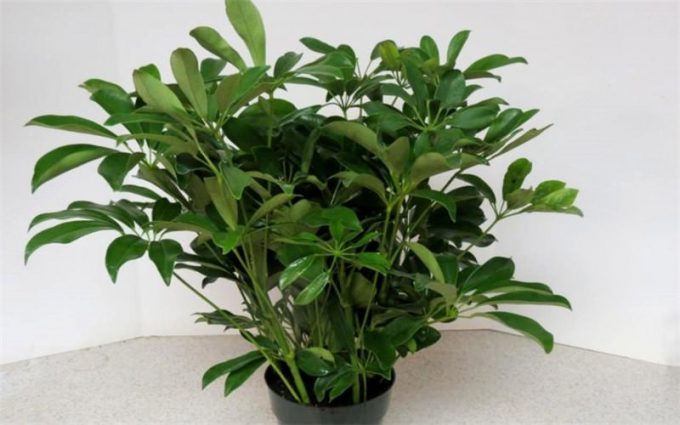 Шефлер: правила догляду за кімнатною квіткою, вирощування, підживлення, пересадка, фото
