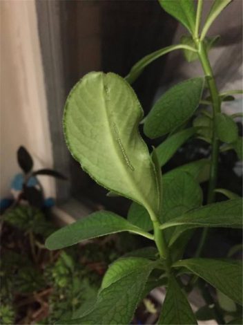 Синаденіум (120 фото): догляд, вирощування, посадка, полив, підживлення, розмноження, пересадка