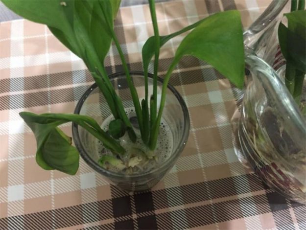 Спатифілум: фото як цвіте, правила догляду, вирощування, пересадка та розмноження