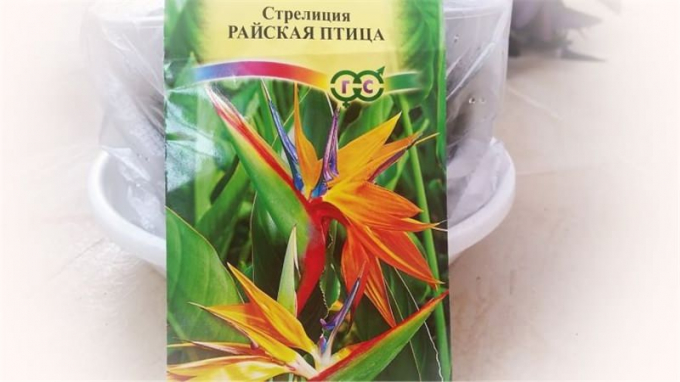 Стреліція (150 фото квітки): інструкція з догляду в домашніх умовах