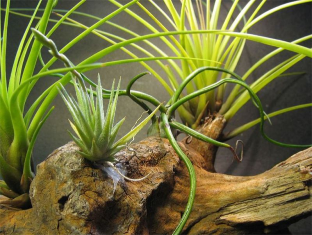 Тілландсія (140 фото): догляд у домашніх умовах, правила поливу, зовнішній вигляд, цвітіння, підживлення