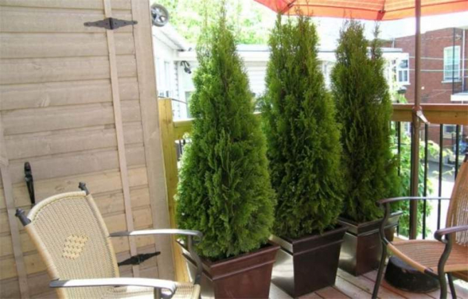 Туя домашня (120 фото): правила догляду в домашніх умовах, вирощування, підживлення, полив