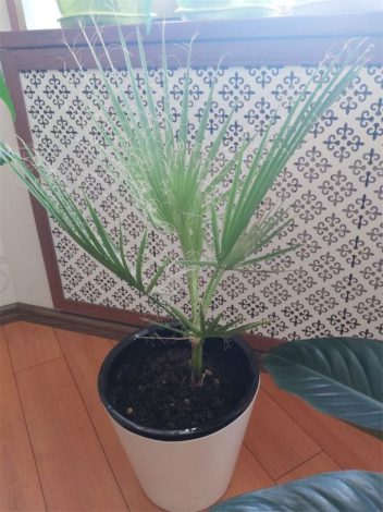 Вашингтонія (Washingtonia): інструкція з догляду в домашніх умовах, фото, види, цікаві факти