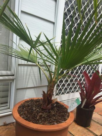 Вашингтонія (Washingtonia): інструкція з догляду в домашніх умовах, фото, види, цікаві факти