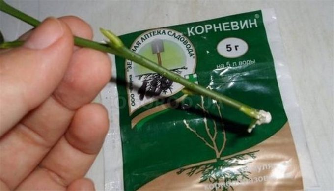 Застосування кореневіна для кімнатних рослин, правила використання стимулятора