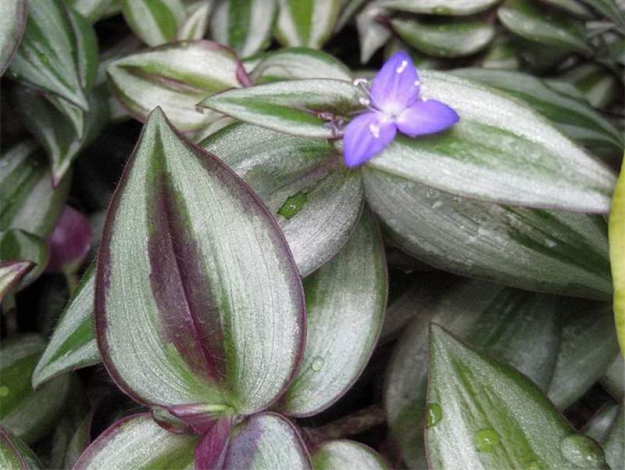 Зебрина (90 фото): догляд у домашніх умовах, як і коли поливати, підживлення, розмноження, пересадка