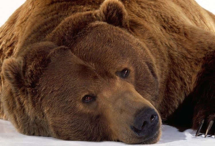 Побачити уві сні ведмедя: що це означає